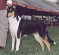 The Smooth Collie Webring!